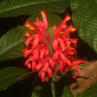 <i>Pachystachys coccinea</i>  (Aubl.) Nees